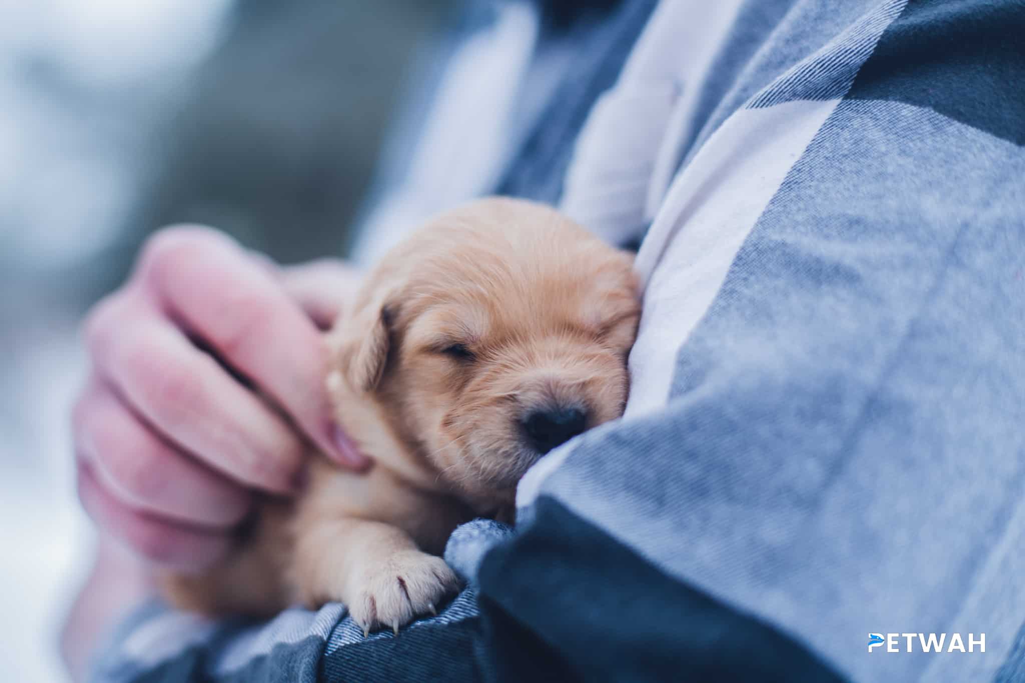 Promoting Calm Behavior in a Golden Retriever Puppy