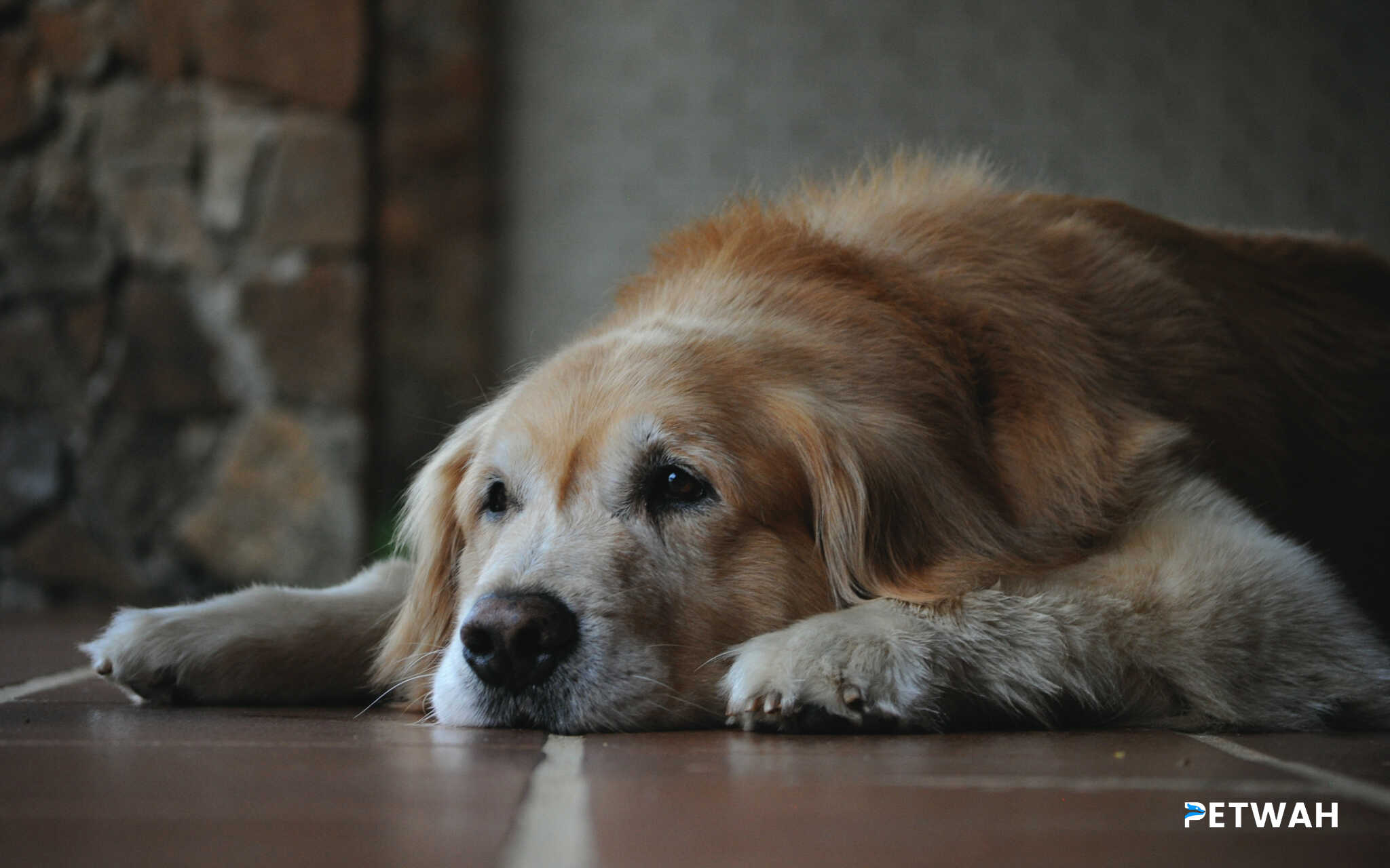 Addressing Common Fears and Phobias in Golden Retrievers: A Guide for Couples