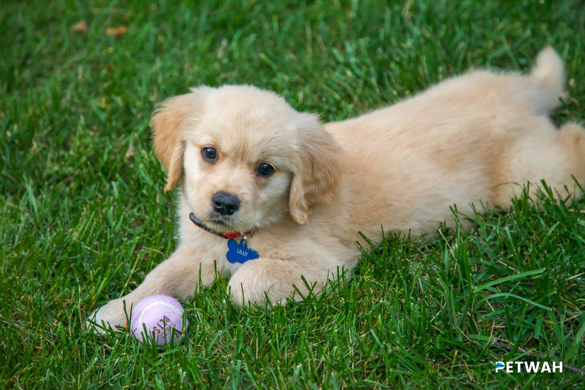 Engaging Games for Golden Retriever Puppies