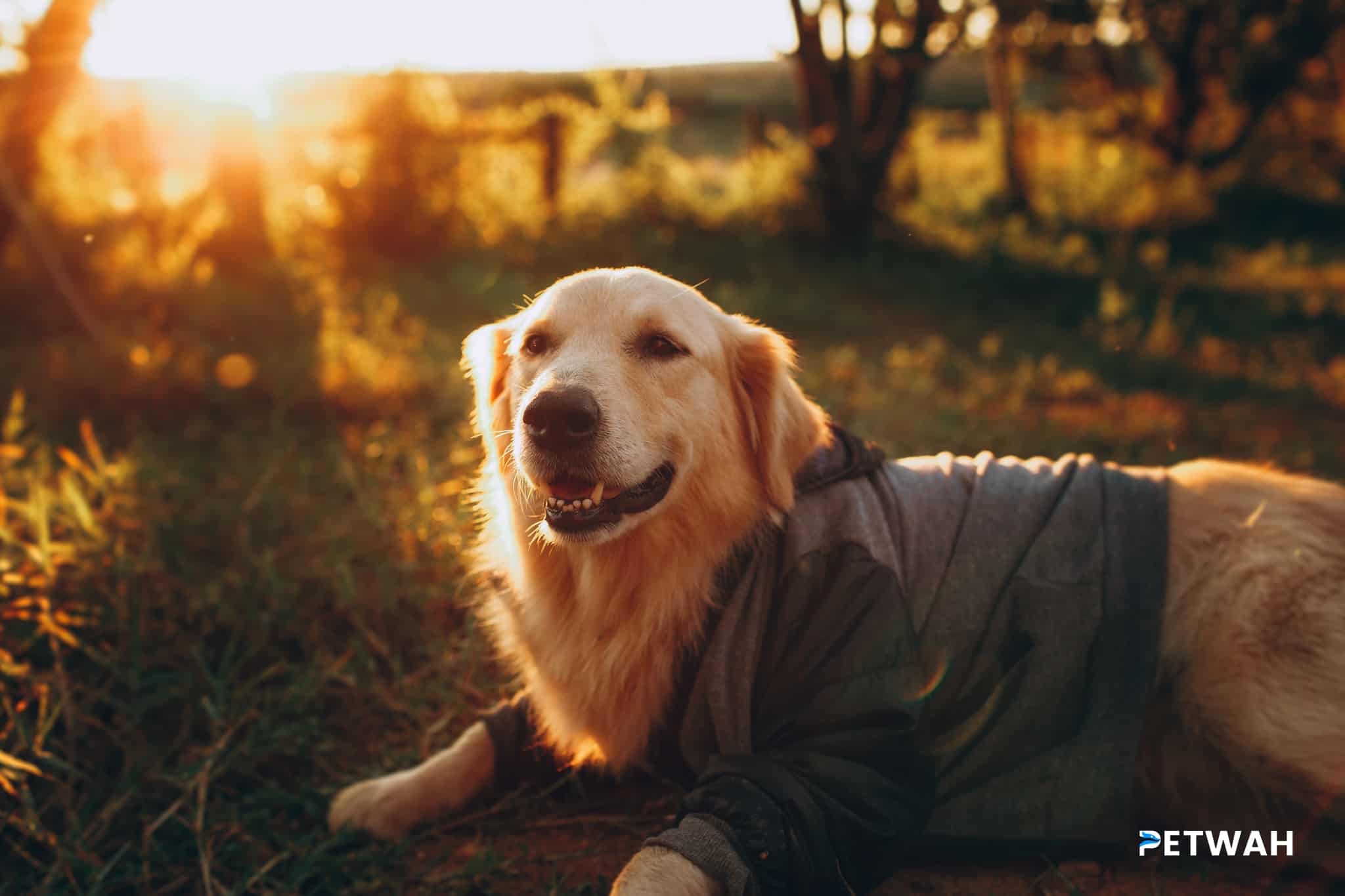 Teaching Basic Commands to a Golden Retriever: Sit, Stay, and Come