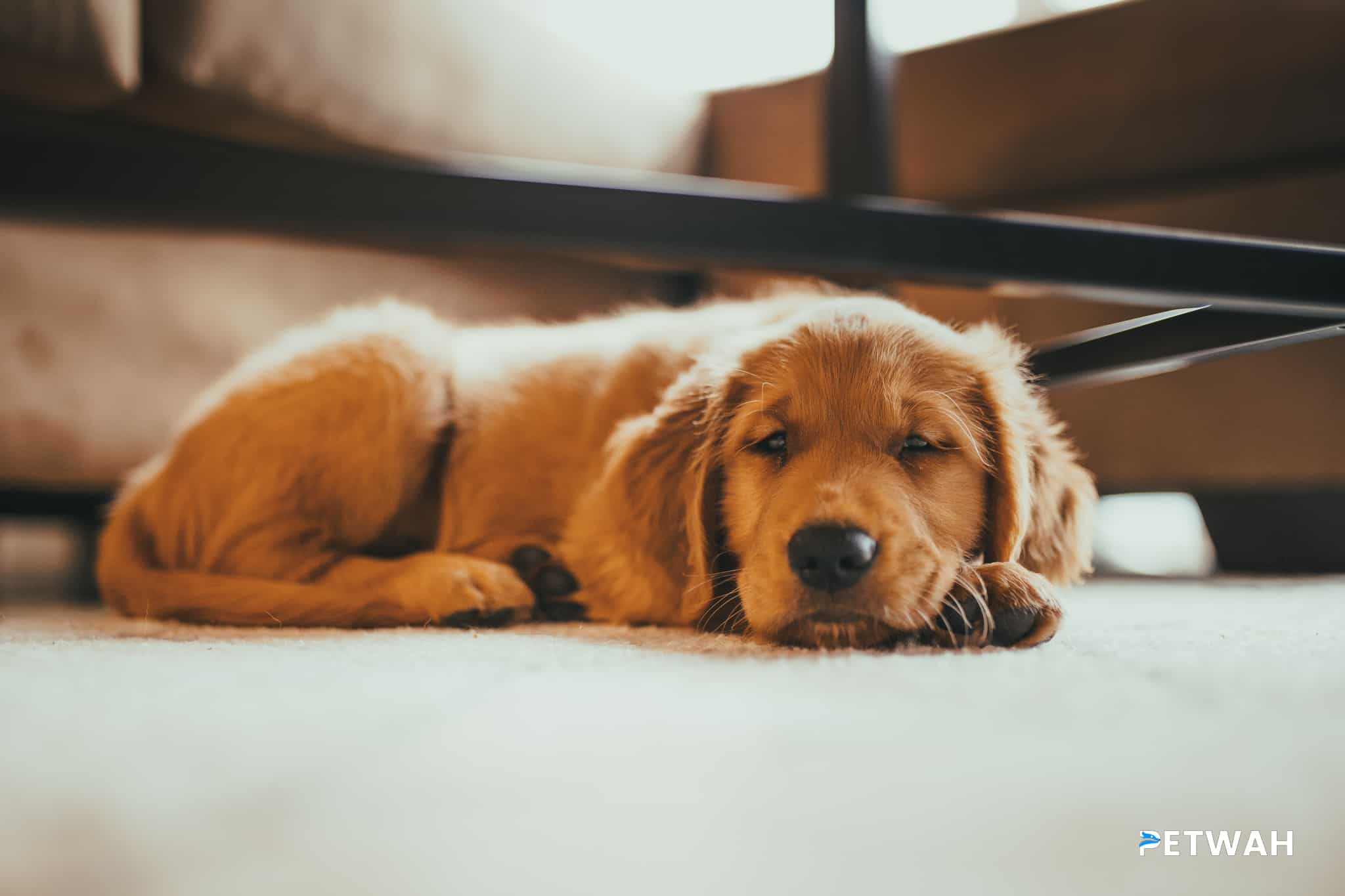 Financial Planning for Couples Caring for a Golden Retriever
