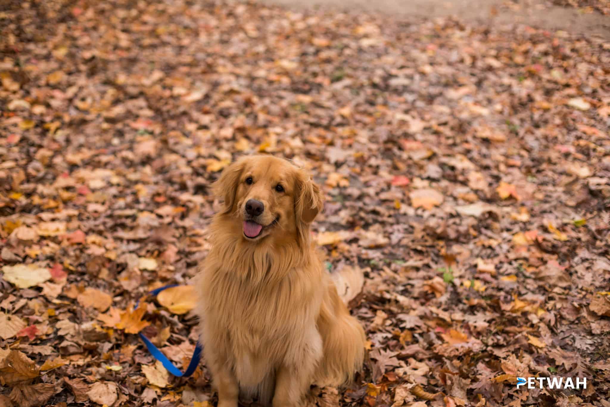 Key Strategies for Keeping Your Golden Retriever Properly Exercised