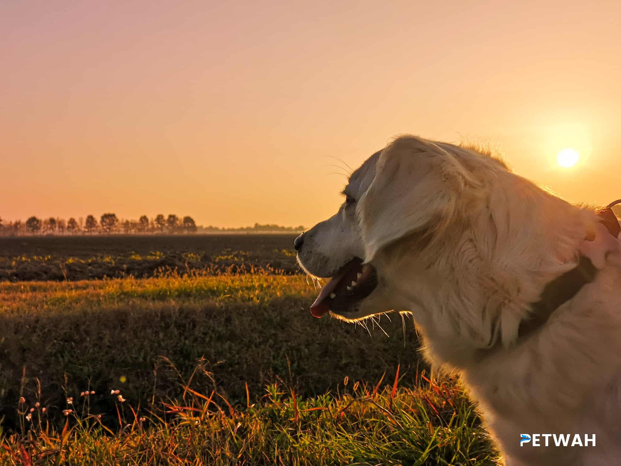 Optimal Diet and Nutrition for a Golden Retriever's Health