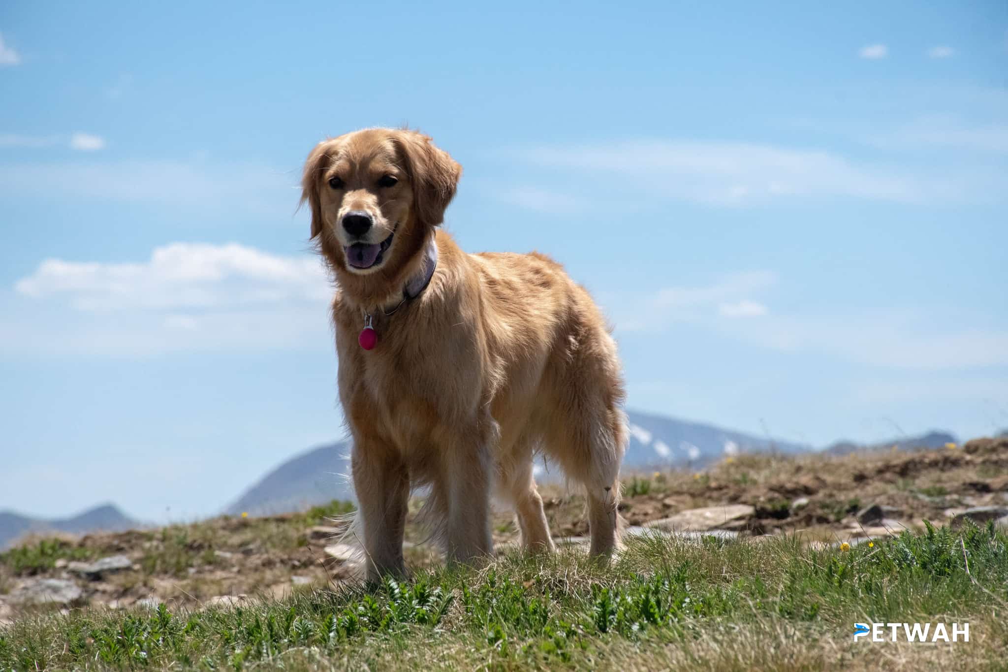 Signs of Inadequate Exercise in a Golden Retriever Puppy