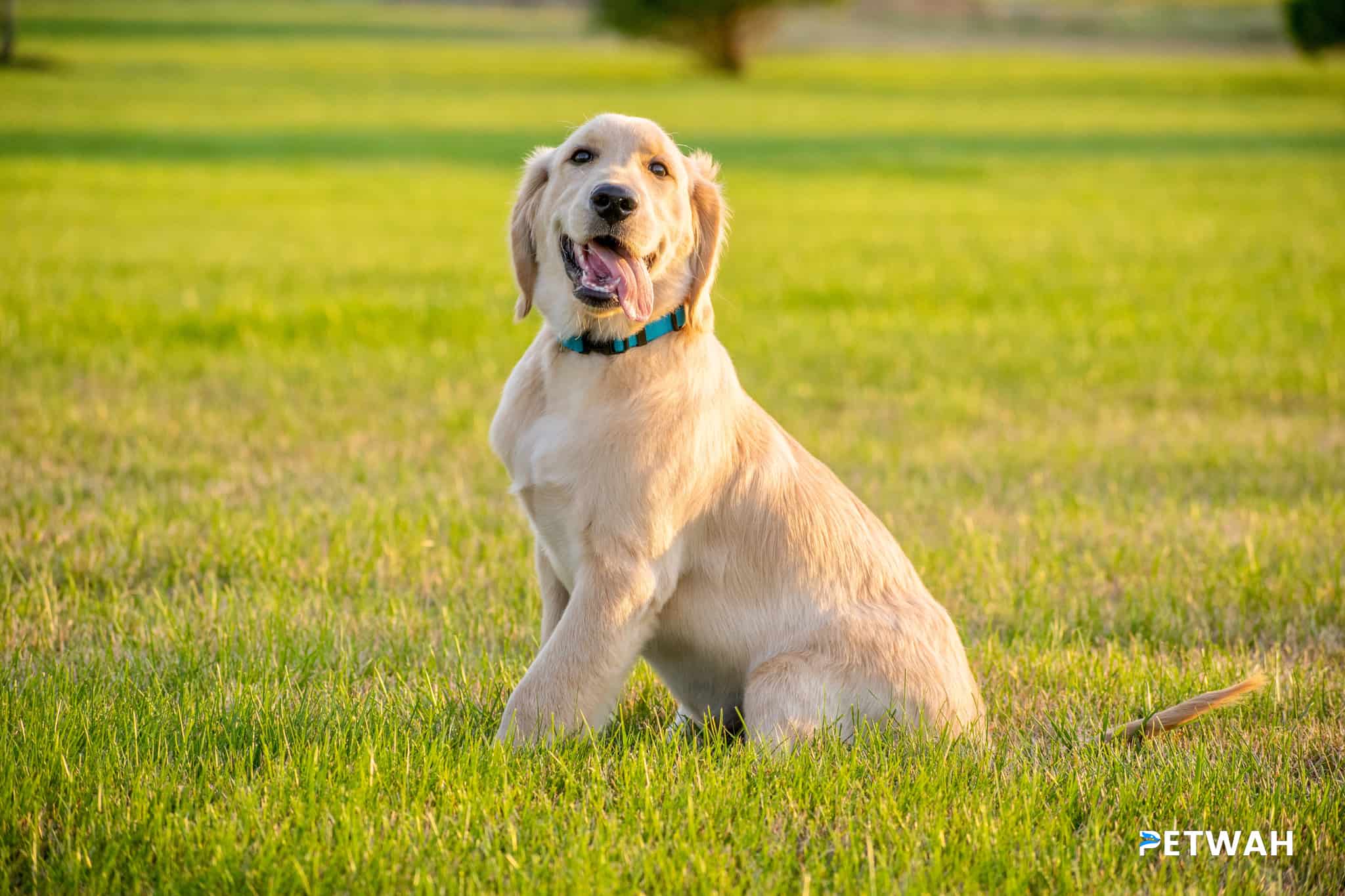 Resources and Support Groups for Couples Raising a Golden Retriever
