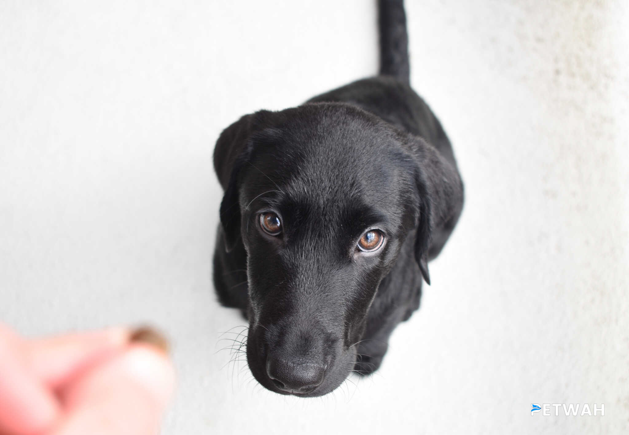 Training a Labrador Puppy to Be Calm with Children and Strangers