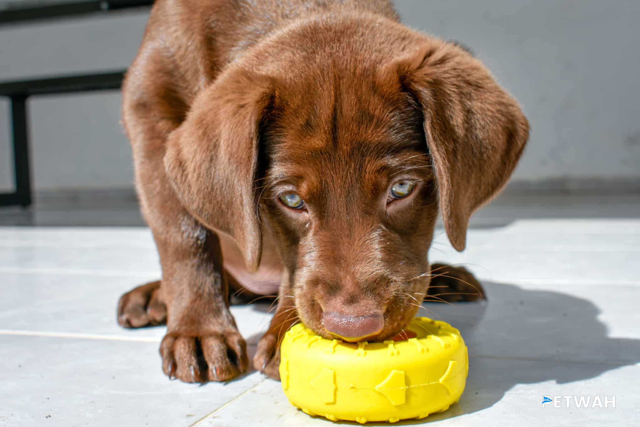 Advantages of Early Obedience Training for Labrador Puppies
