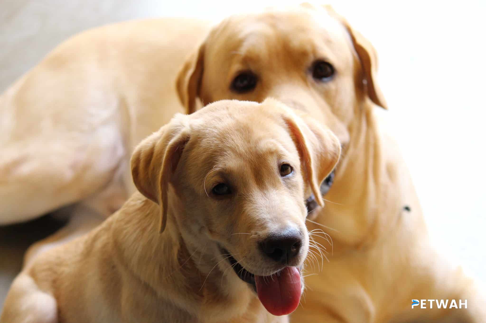 Support Resources for Couples Raising a Labrador Retriever