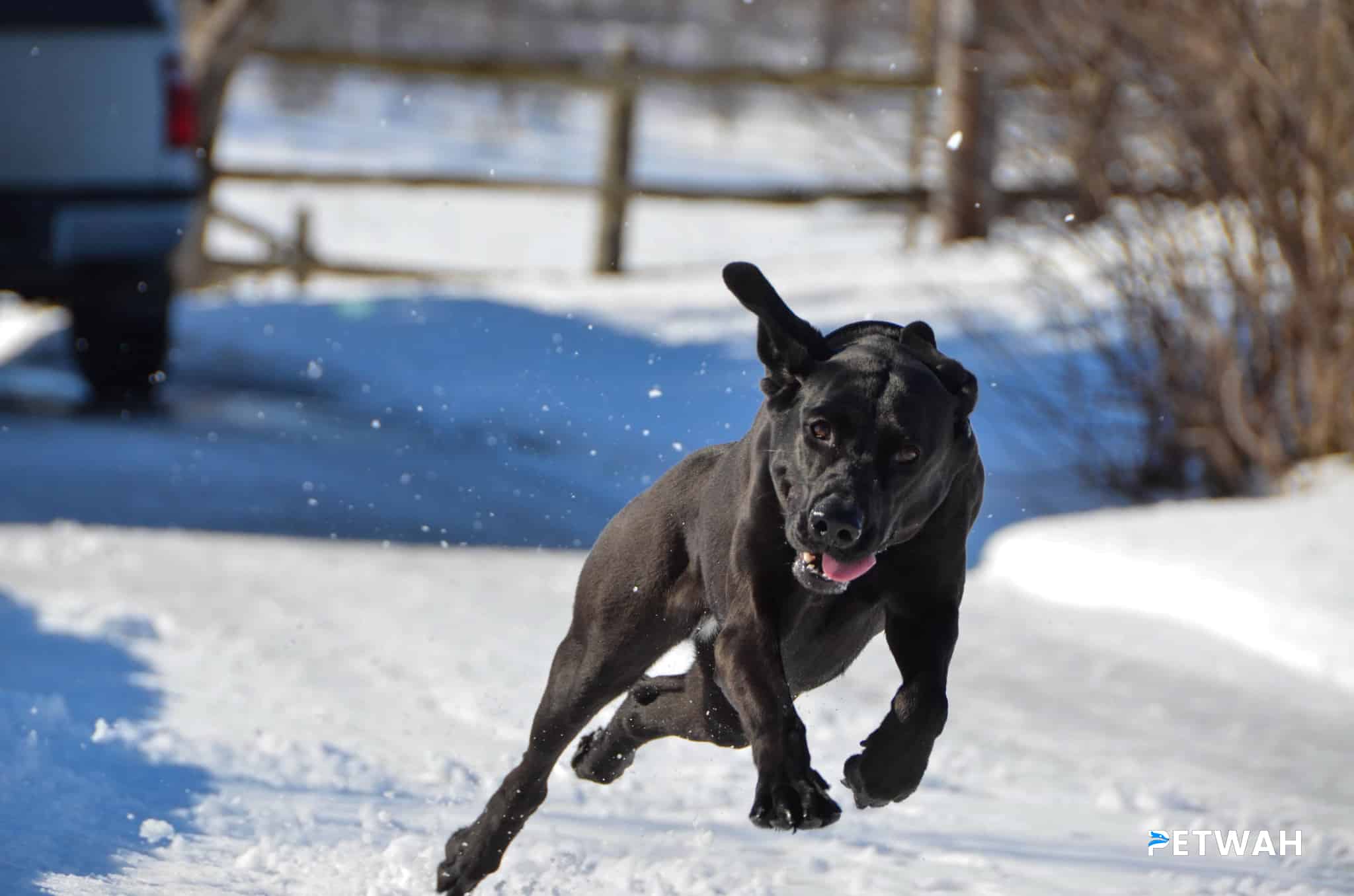 Sharing Pet Care Duties: Splitting Feeding, Walking, and Training Tasks for Your Labrador