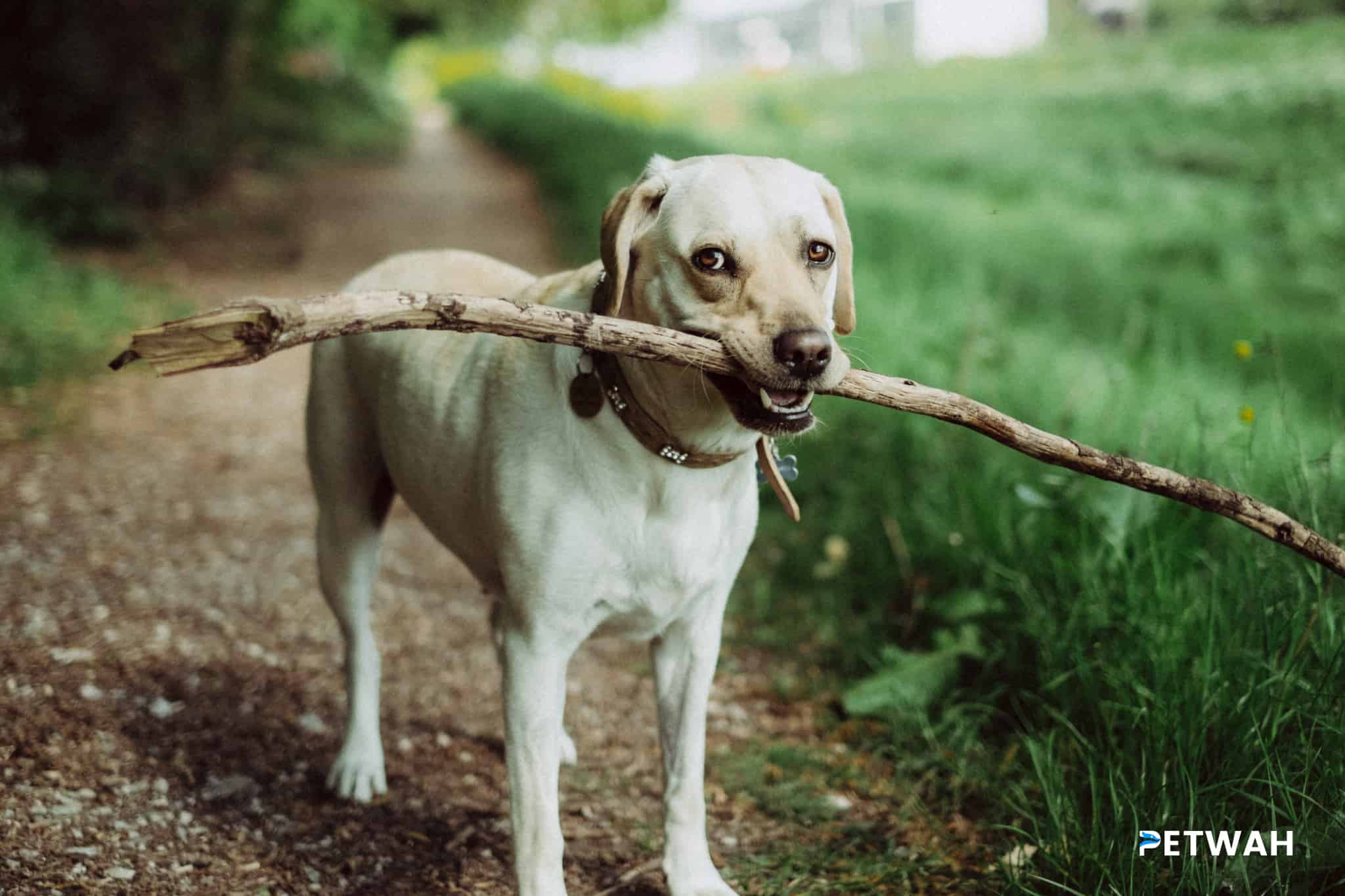 Optimal Nutritional Requirements for a Growing Labrador