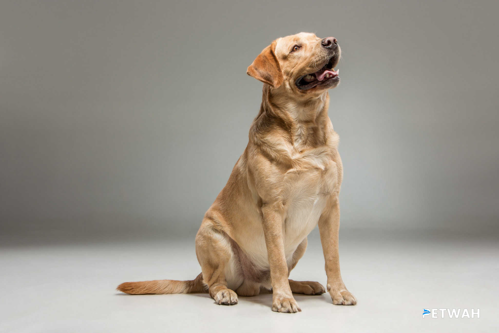 Labrador Puppy Grooming: Frequency and Essentials