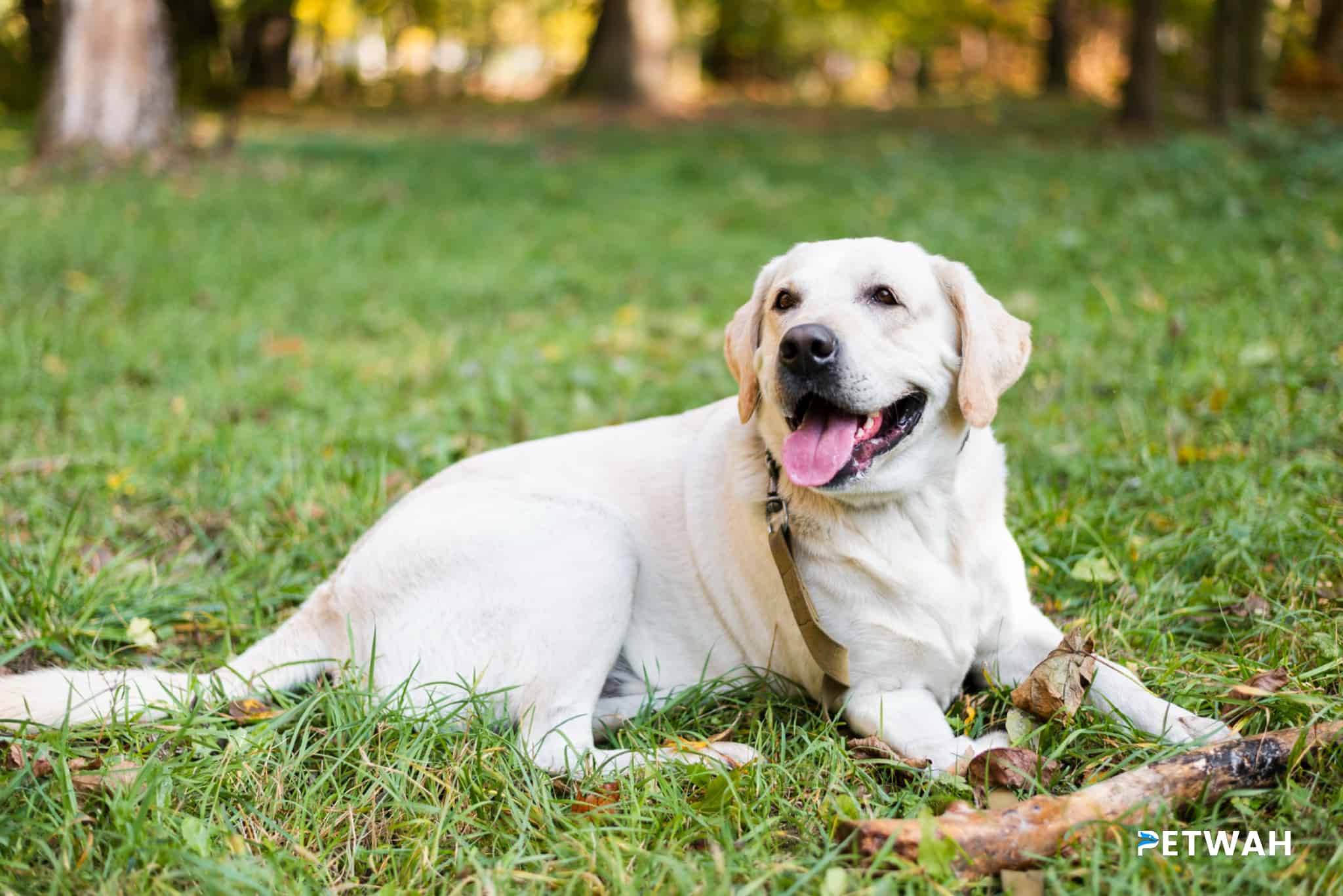 Effective Strategies for Socializing Your Labrador with People and Animals