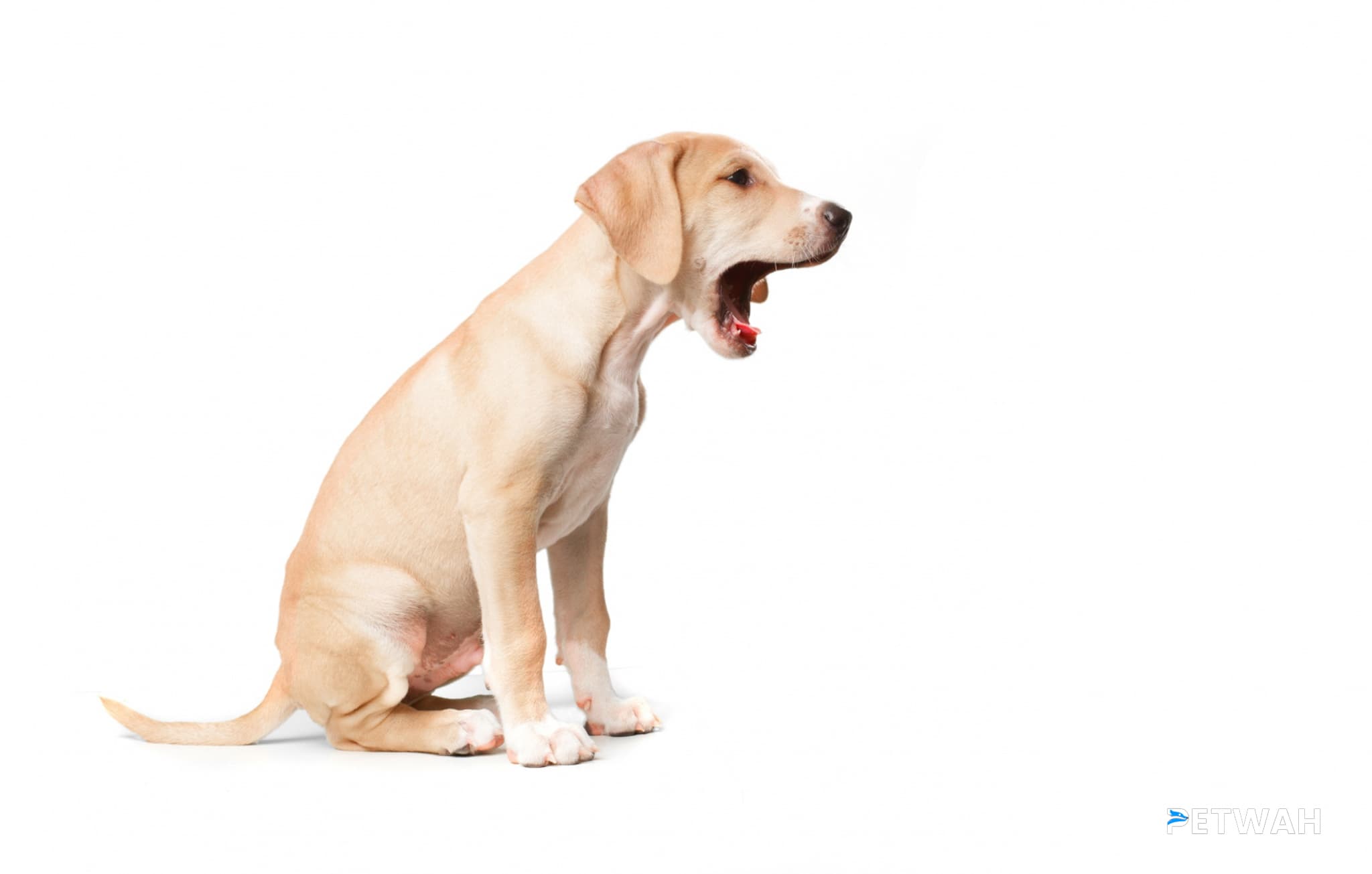 Food Allergy Signs in Labrador Puppies