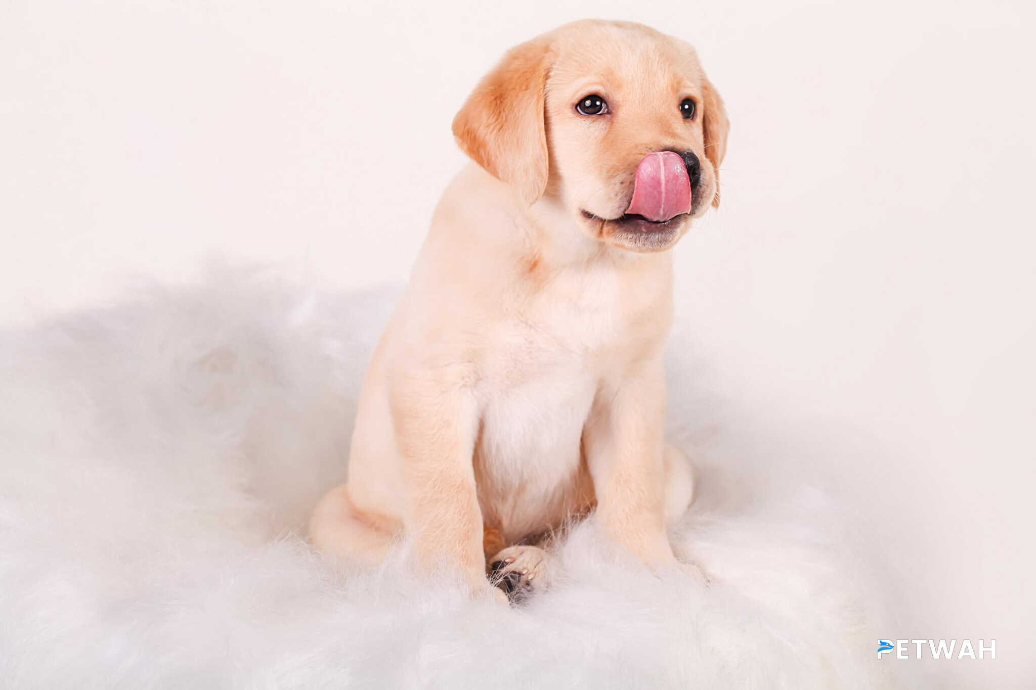 Managing Jumping Up in Labrador Puppies