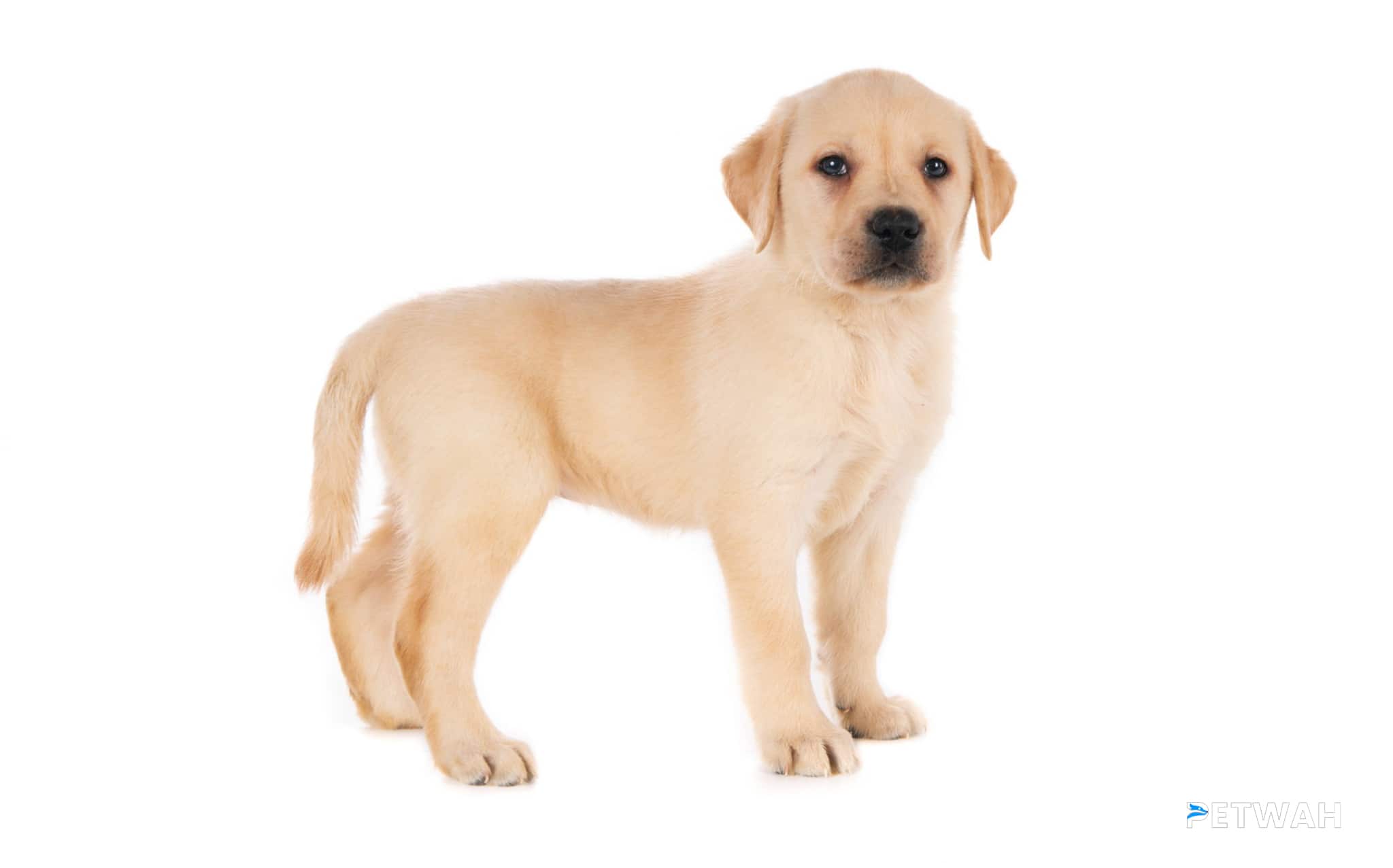 Signs of Inadequate Exercise in Labrador Puppies