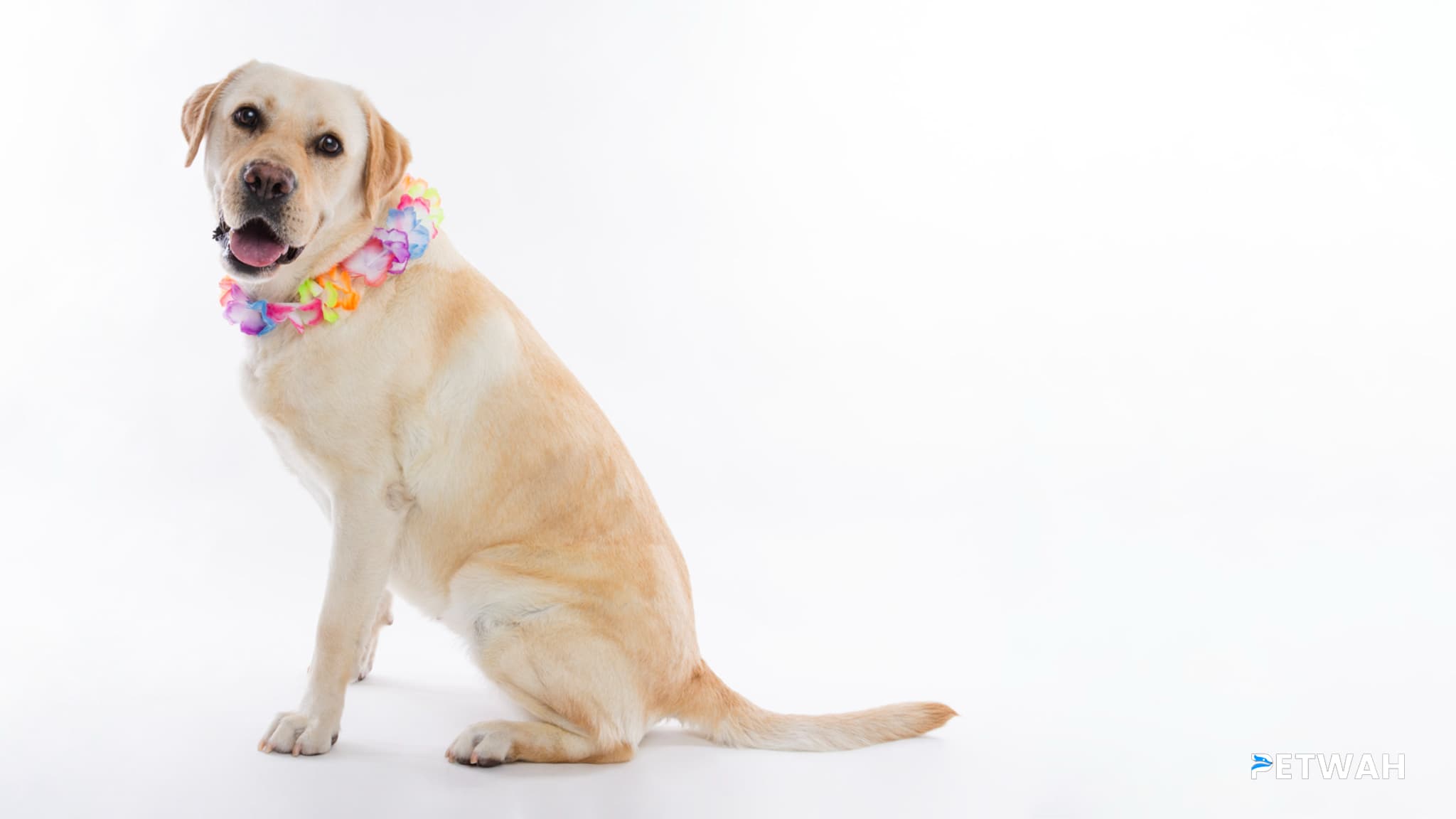 Preventing Common Health Issues in Labradors