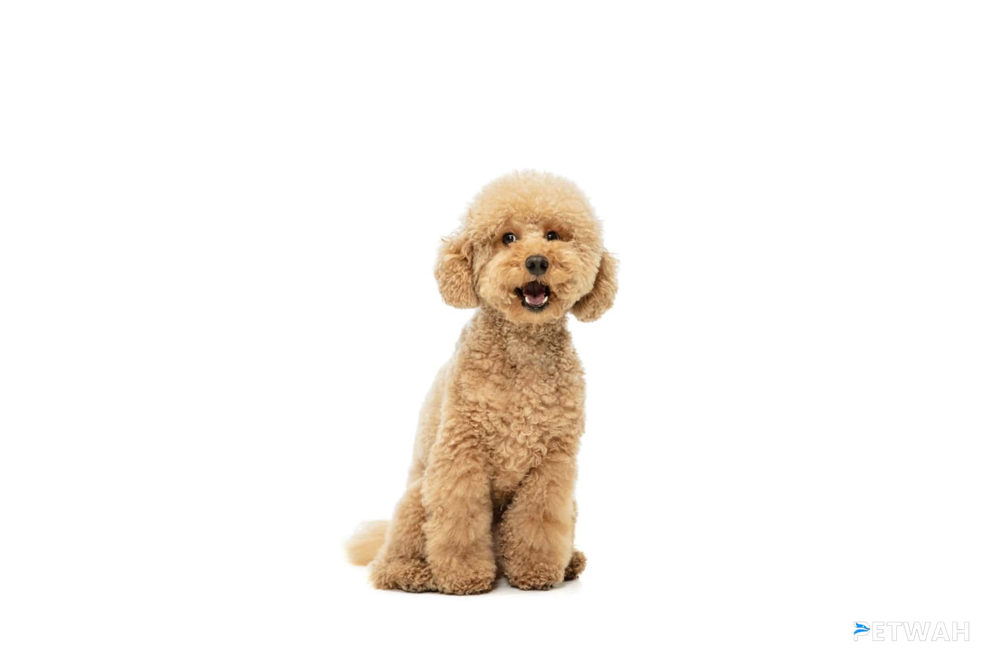 Incorporating Your Poodle into Daily Activities Stress-Free
