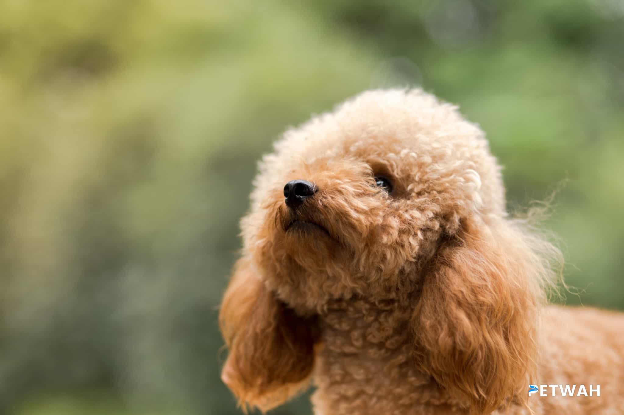 Emergency Preparedness for Poodle Owners: Essential Steps for Couples