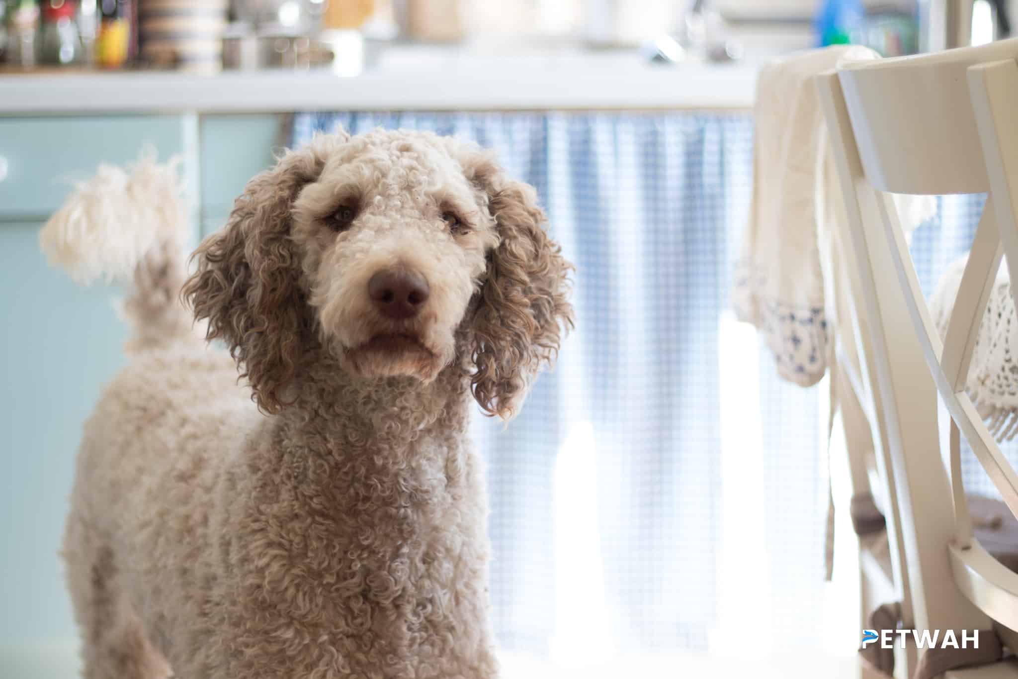 Dividing Pet Care Duties: Feeding, Walking, and Training Your Poodle