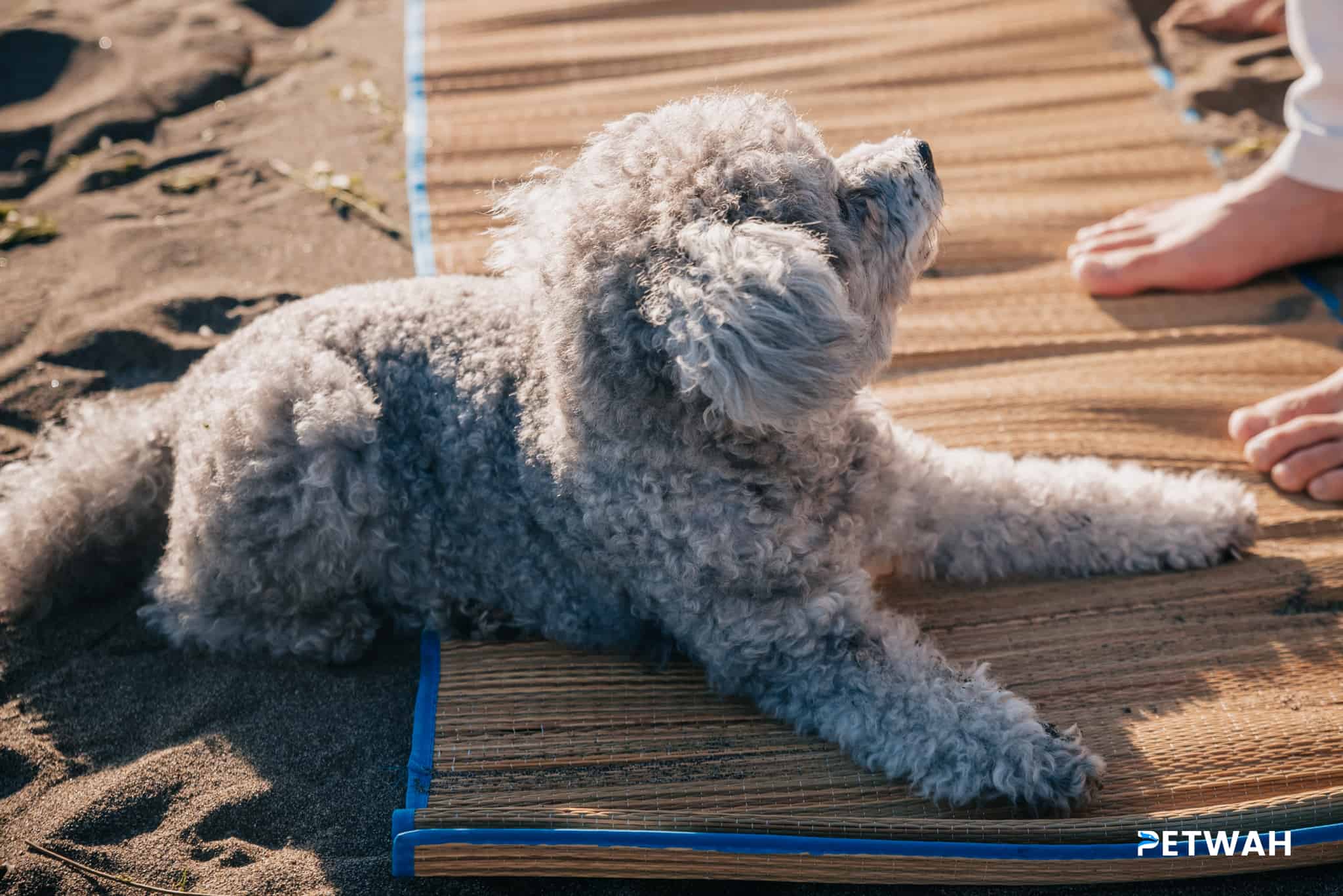Planning Dog-Friendly Vacations with Your Poodle