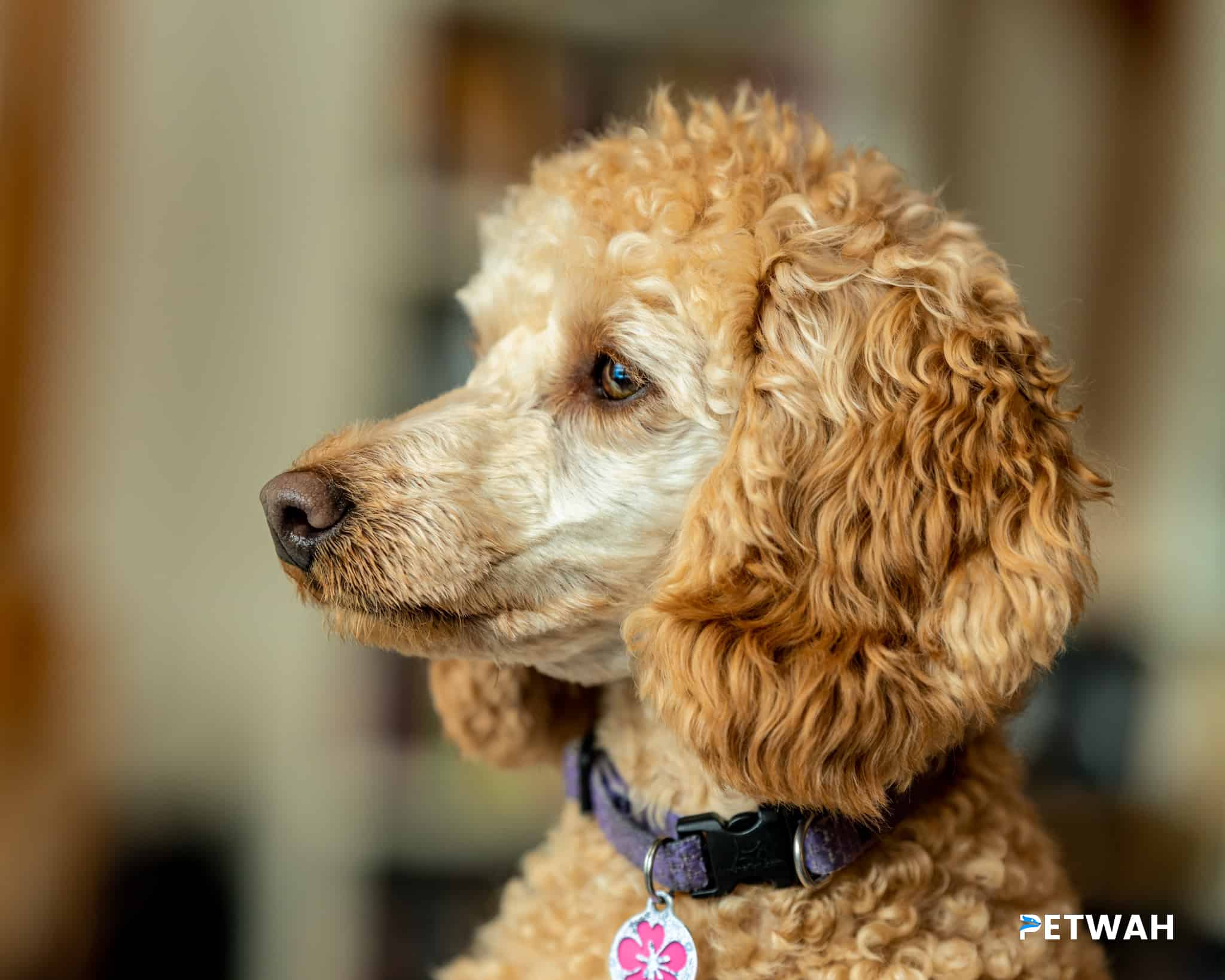 Creating a Safe and Comfortable Home for Your Poodle: Essential Steps for Couples