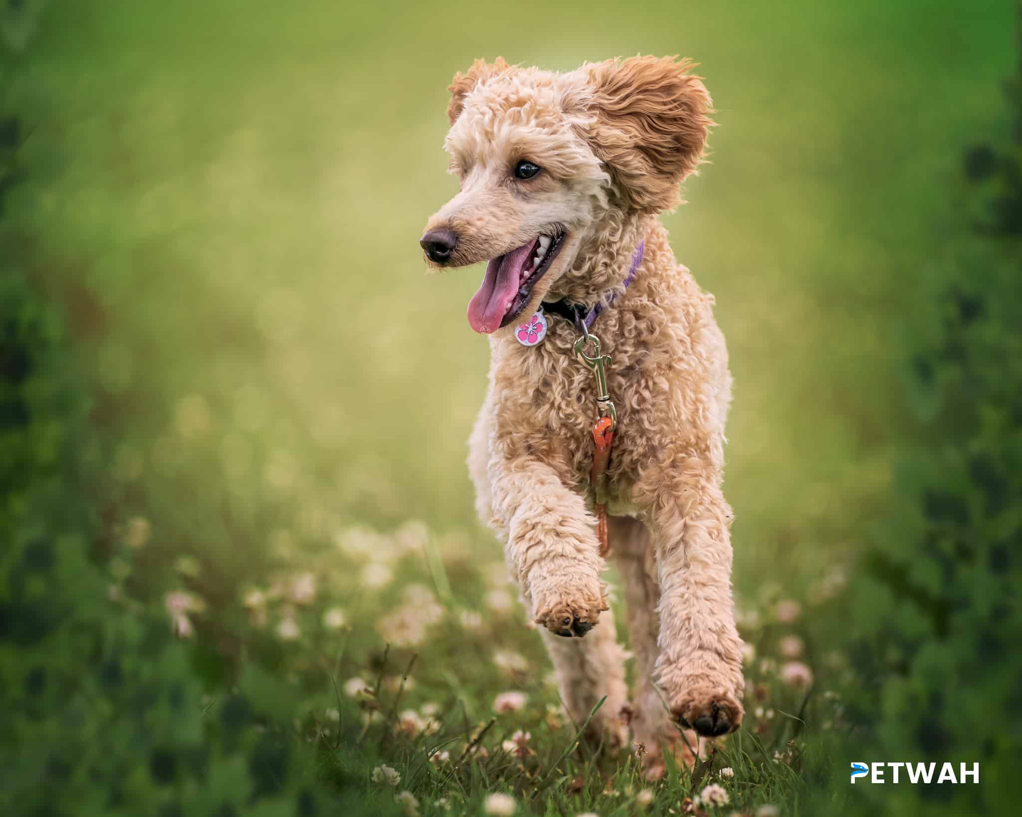 Effective Strategies for Socializing Your Poodle with Dogs and People