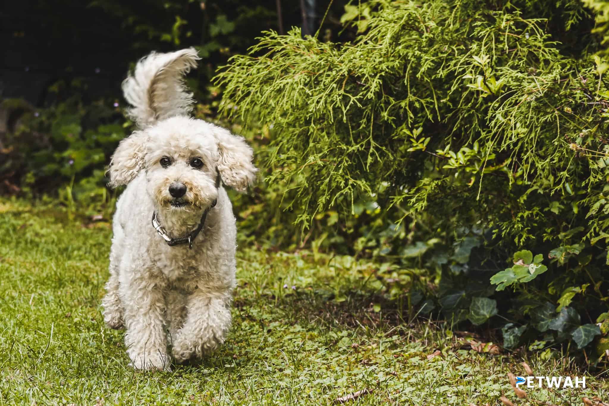 Balancing Affection and Attention in Poodles to Prevent Over-Dependence