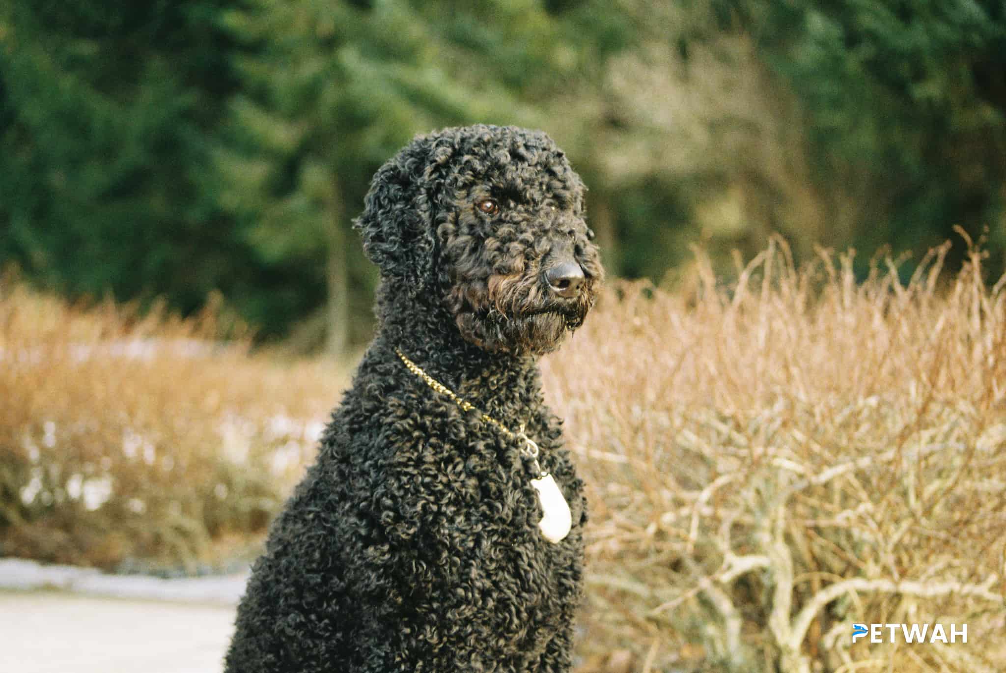 Top Exercise Strategies for Keeping Your Poodle Active and Healthy