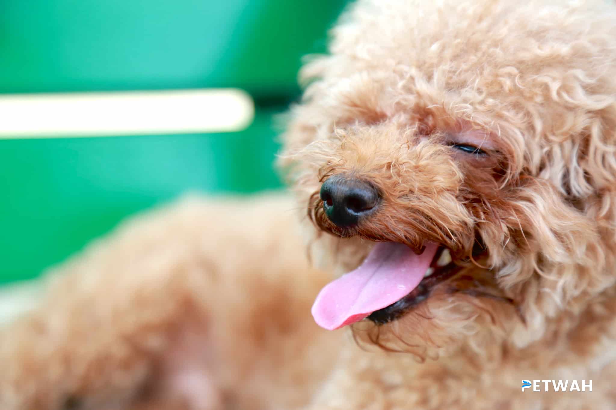 Managing Common Behavioral Issues in Poodles: Barking and Separation Anxiety