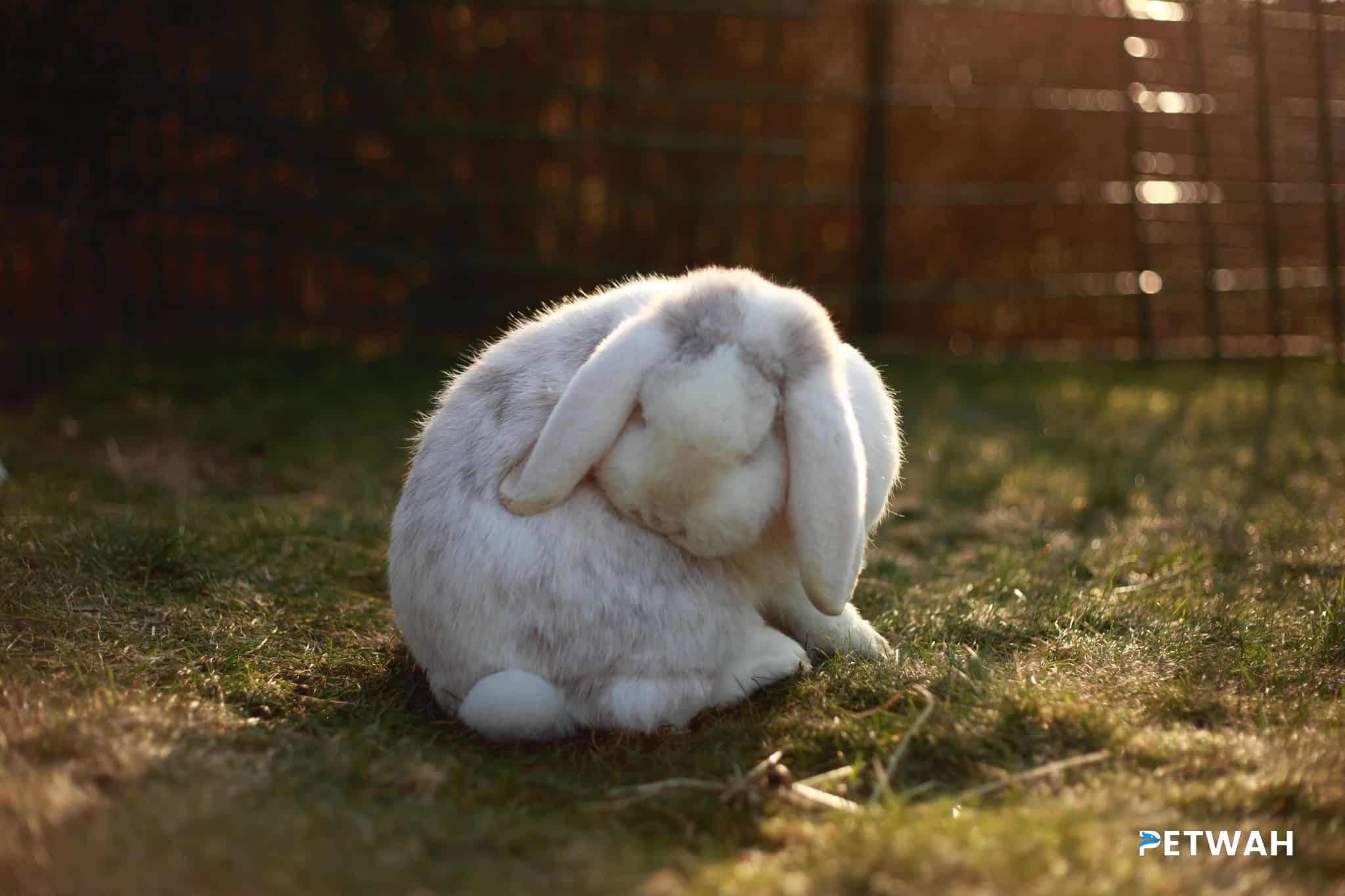 Essential Steps for Creating a Rabbit-Friendly Home