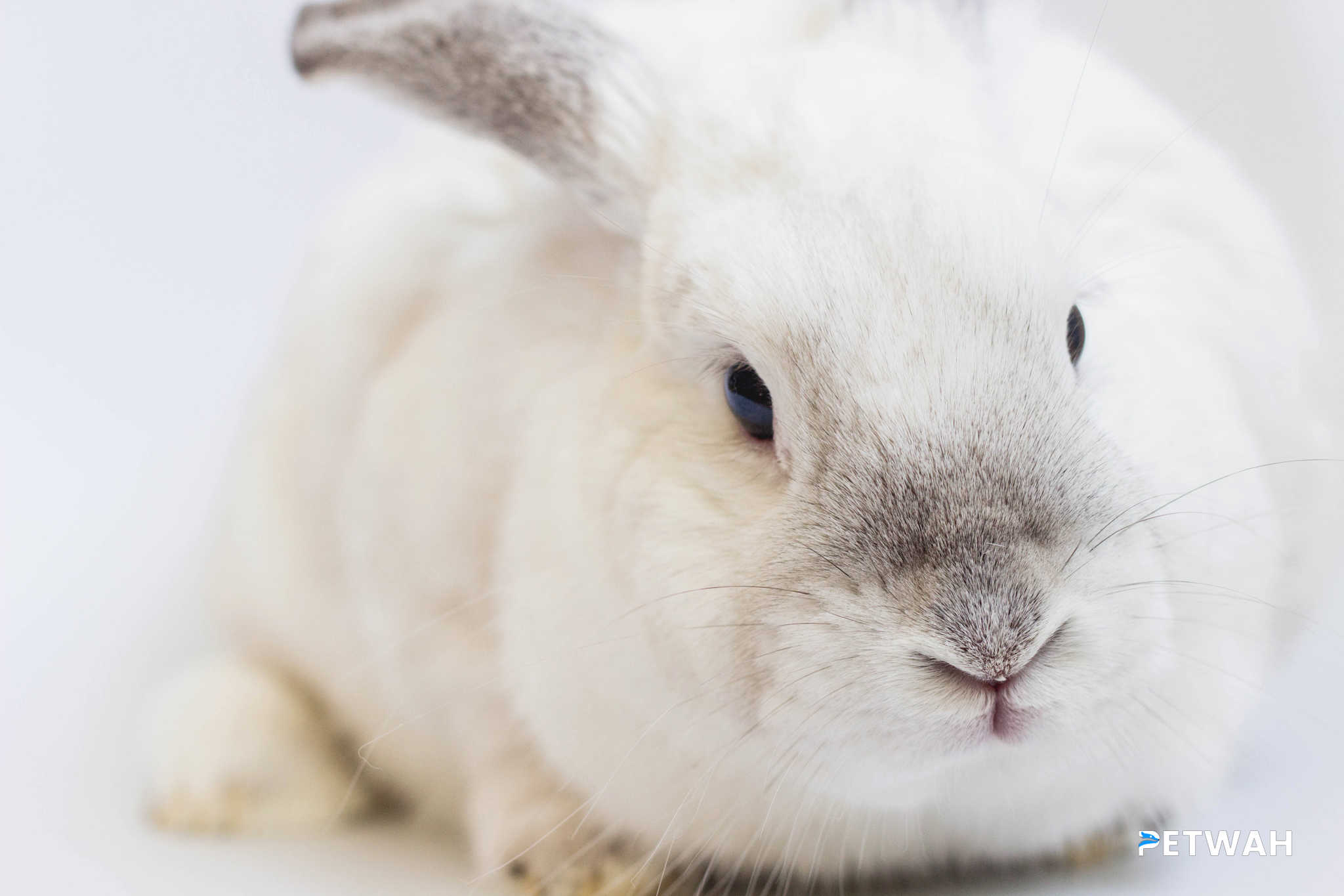 Incorporating Your Pet Rabbit into Daily Activities Safely
