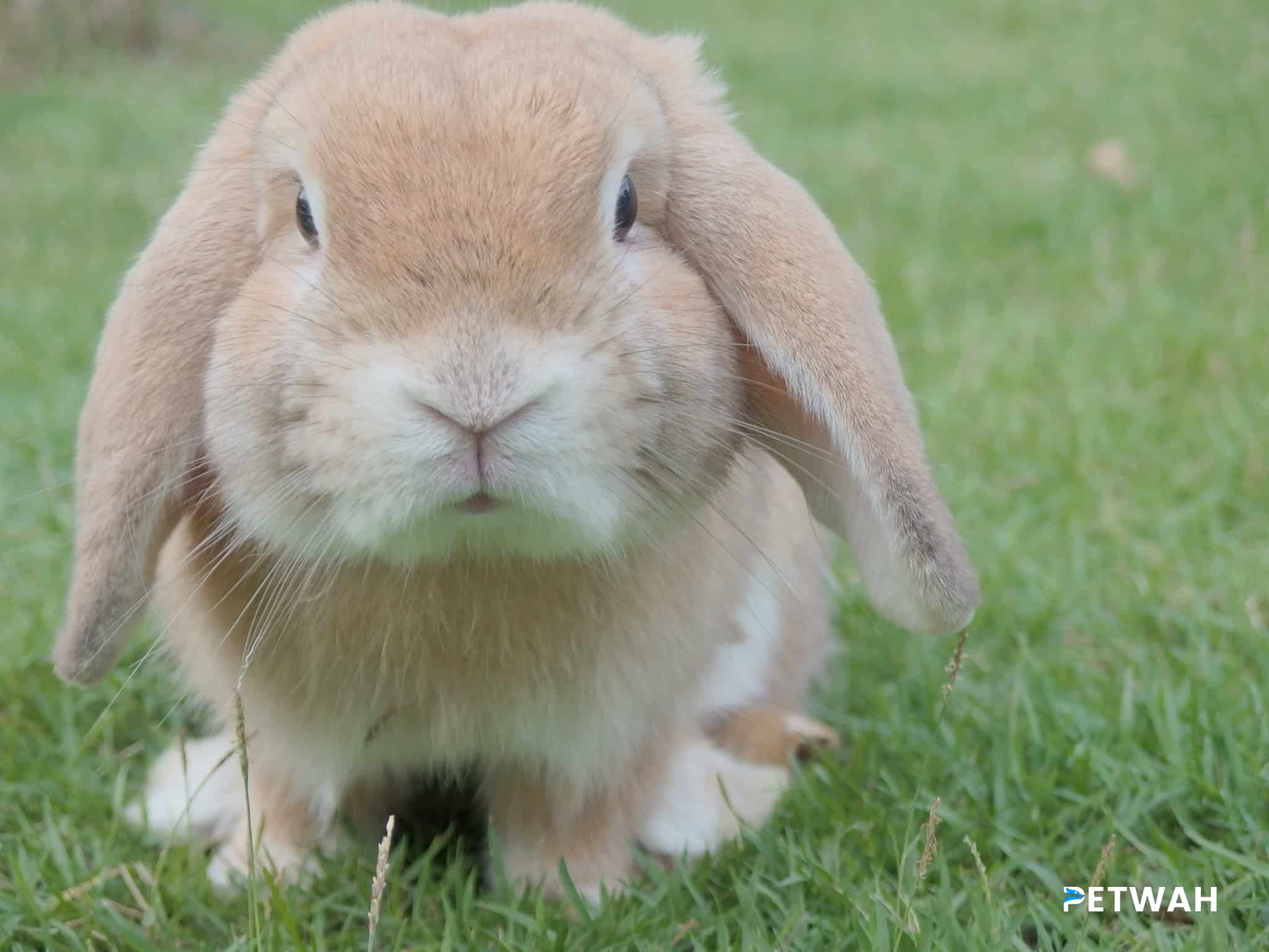 Top Tips for Keeping Your Pet Rabbit Active and Playful