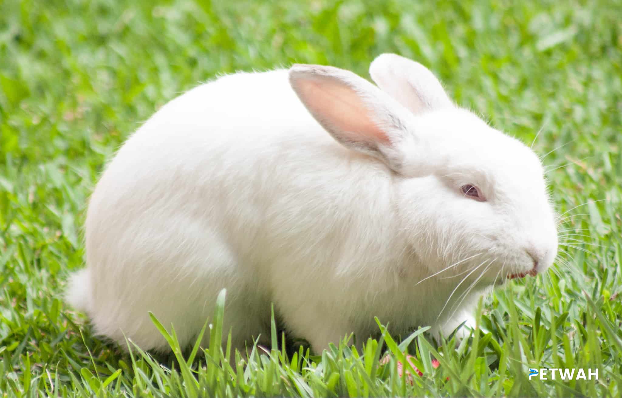 Preparing Your Rabbit for Household Changes and Moving
