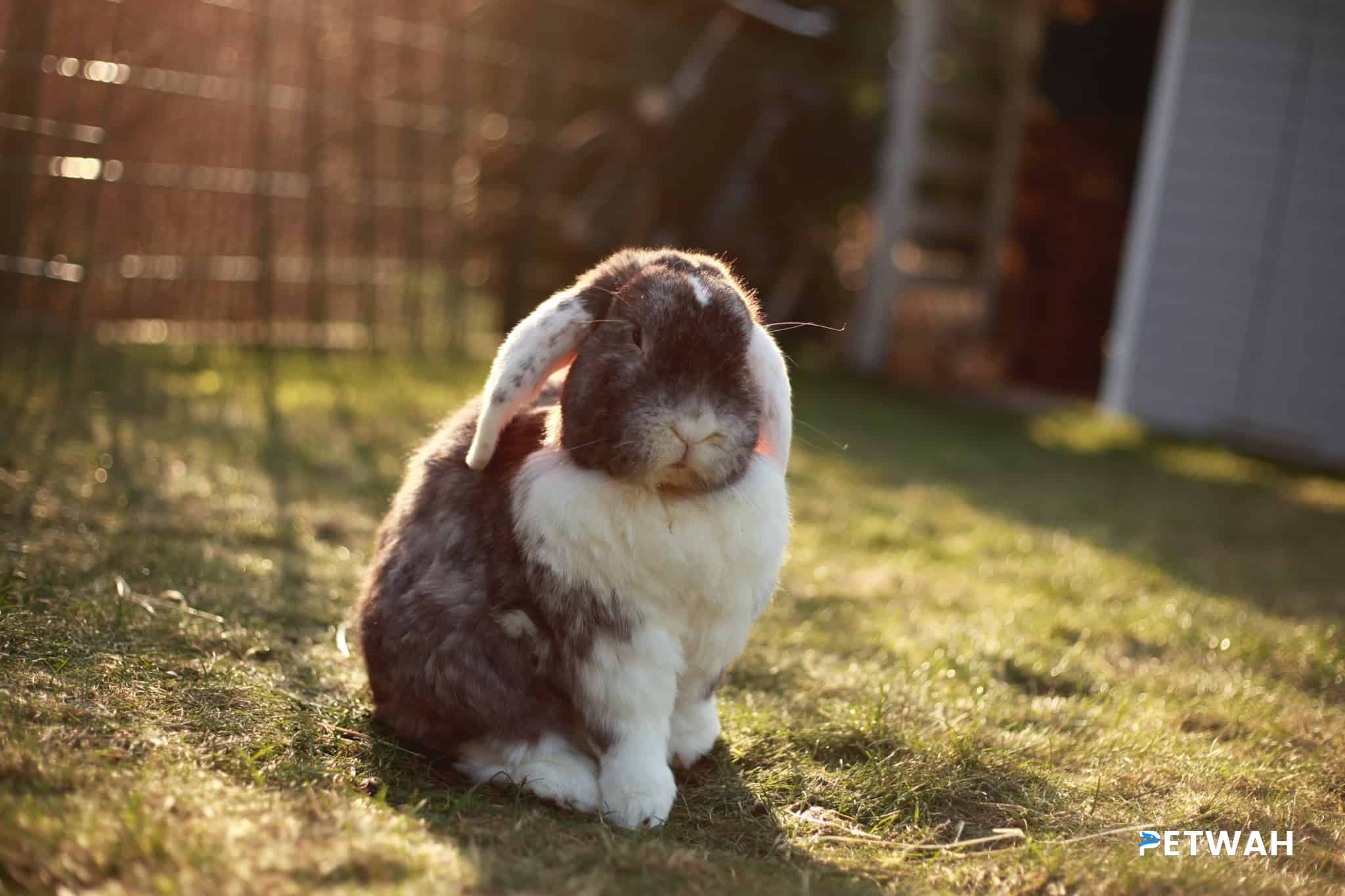 Emergency Preparedness Tips for Rabbit Owners