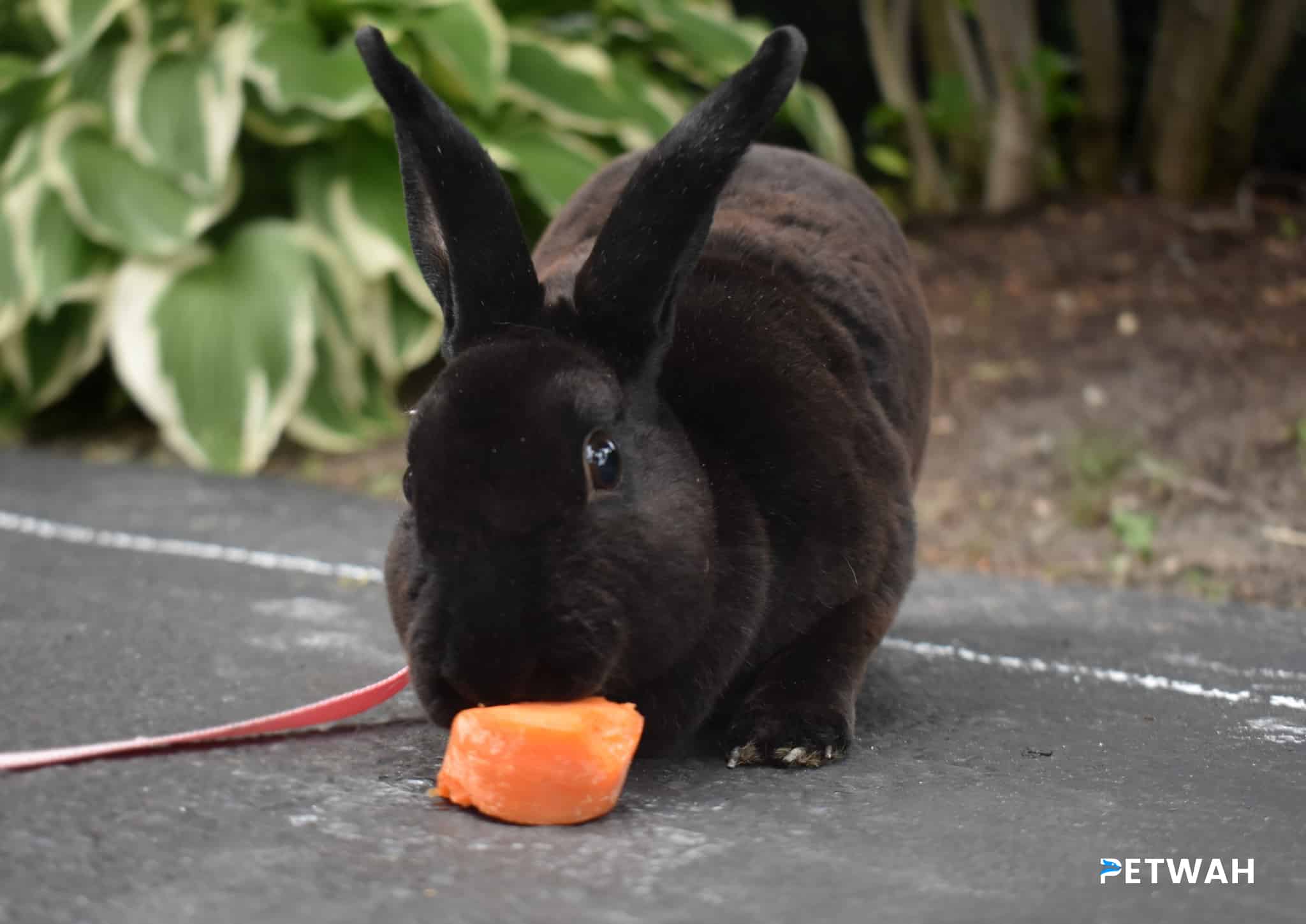 Balancing Attention and Independence in Pet Rabbits