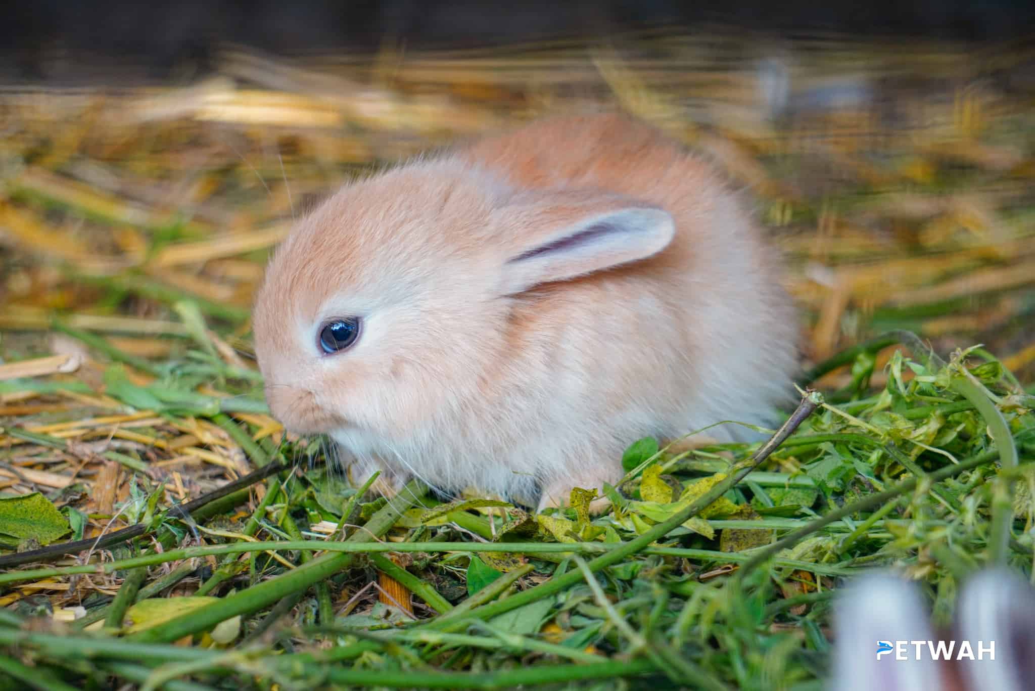 Recognizing and Addressing Common Health Issues in Rabbits