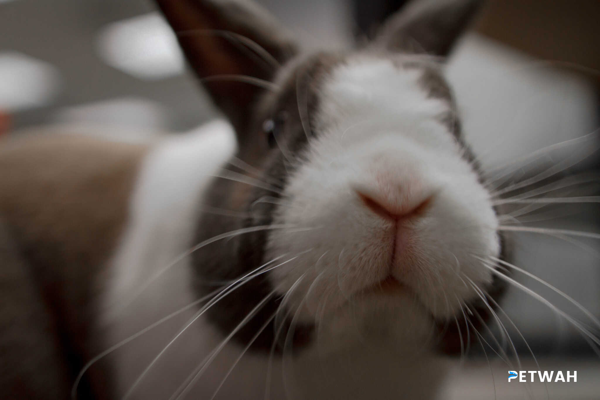 Effective Strategies for Maintaining Cleanliness and Odor Control with a Pet Rabbit at Home