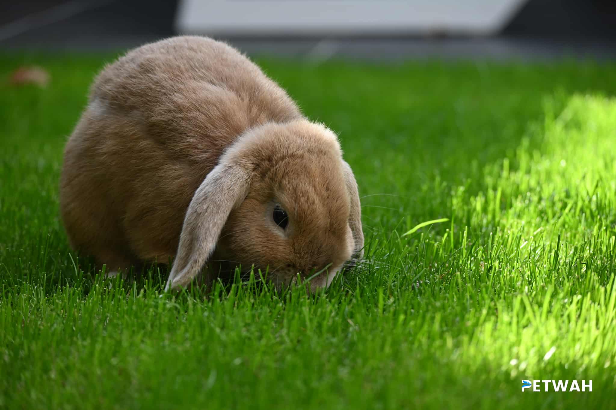 Managing Rabbit Behavior: Tips for Curbing Chewing and Aggression in Bunnies