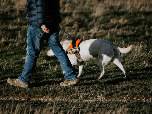 Perros Guía para Ciegos se preparan en el Aeropuerto Paine Field Perros Guía para Ciegos se preparan en el Aeropuerto Paine Field