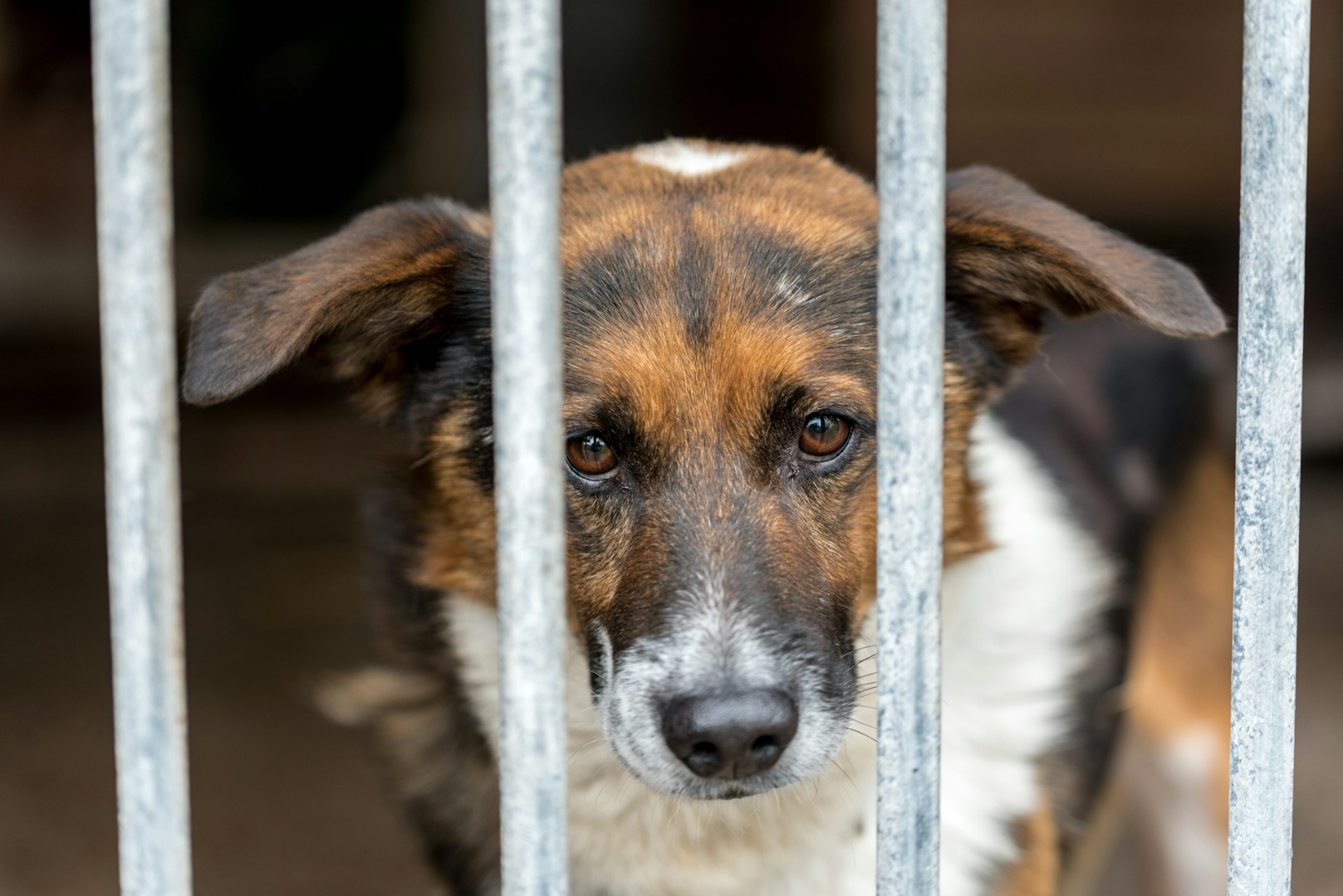 Refugios en SoCal llenos de mascotas por deportaciones familiares Refugios en SoCal llenos de mascotas por deportaciones familiares