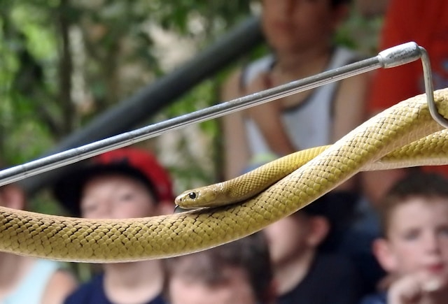 Snake Found on Virgin Australia Flight Causes Two-Hour Delay Snake Found on Virgin Australia Flight Causes Two-Hour Delay