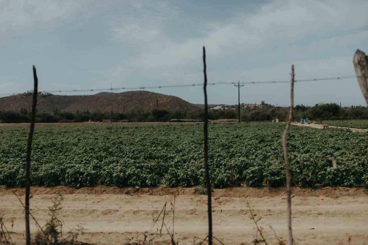 Trump Proposes Legal Status for Undocumented Farmworkers Amid Debate
