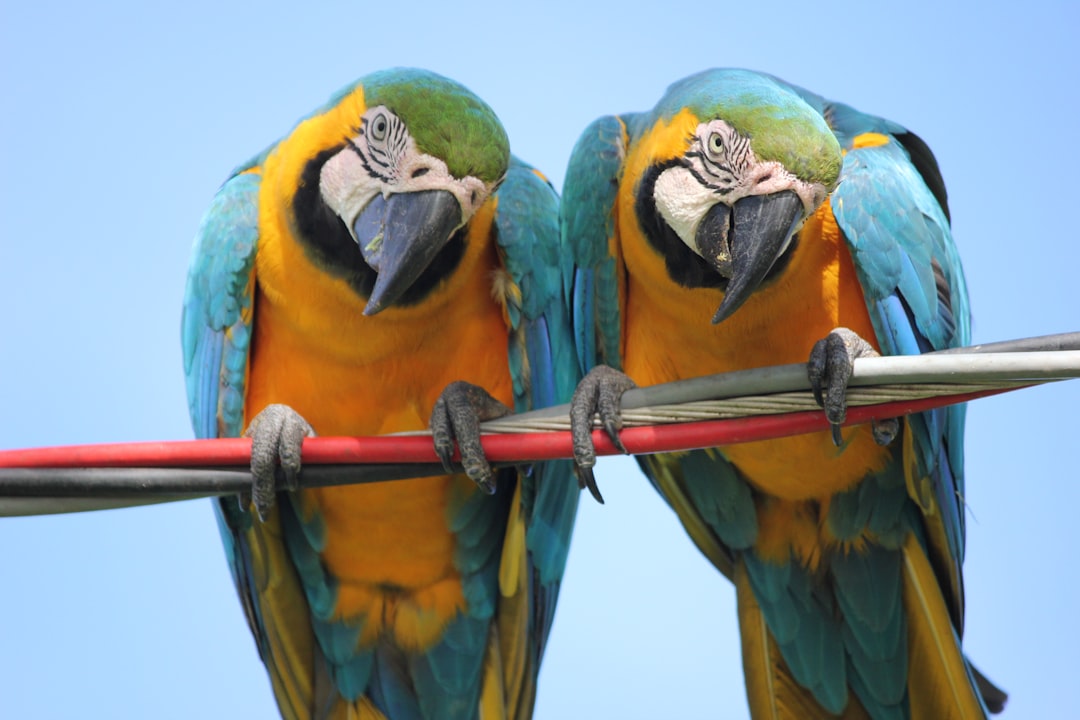 Incautan 1,600 aves exóticas en aeropuerto durante gran operativo