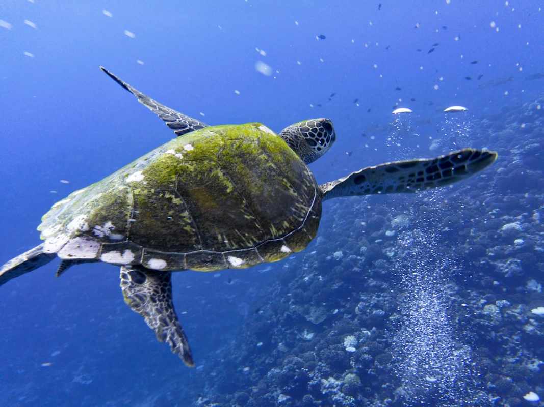 Pilot Attempts to Avoid Turtle Before Fatal Triad Plane Crash
