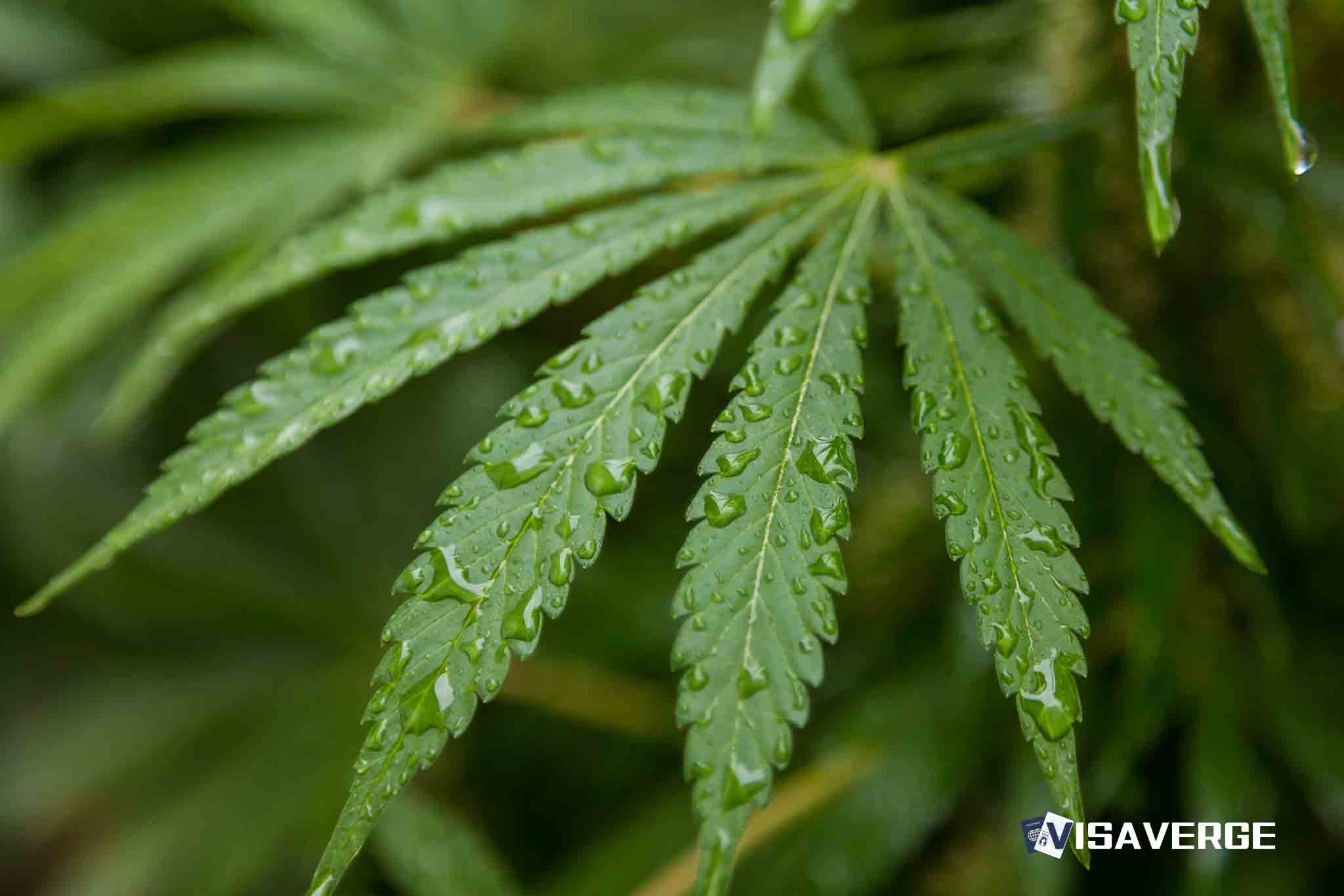 Traveling Abroad with a Municipal THC Citation: Effects on International Travel