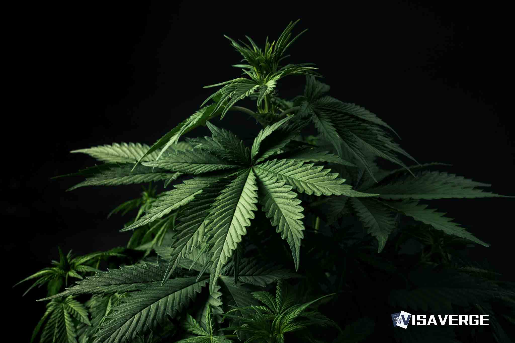 ICE encierra a Kunal Oberoi por viejo cargo de marihuana ICE encierra a Kunal Oberoi por viejo cargo de marihuana
